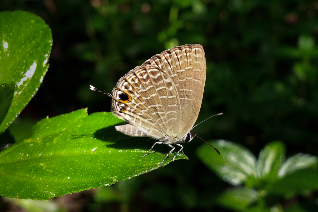 Jamides soemias