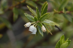 Gaultheria linifolia