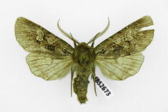 Pachetra sagittigera