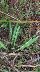 Liatris aspera intermedia
