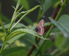 Coenonympha hero