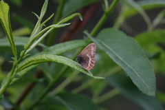 Coenonympha hero