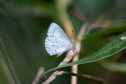 pale hedge blue