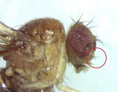Drosophila falleni