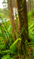 Dactylorhiza maculata ericetorum