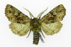 Pachetra sagittigera