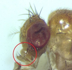 Drosophila falleni