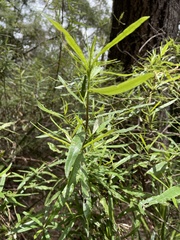Olearia viscidula