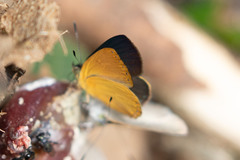 Titea sublutea