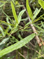 Olearia viscidula