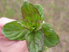 Mentha