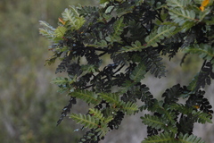 Weinmannia trichosperma