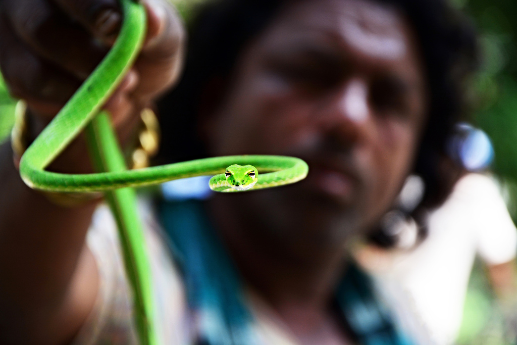 Variable-Coloured Vine Snake