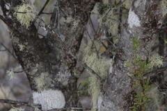 Weinmannia trichosperma