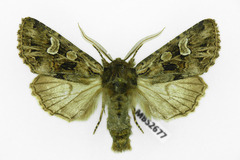 Pachetra sagittigera