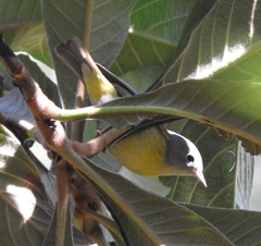 Leiothlypis ruficapilla