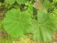 Gunnera insignis