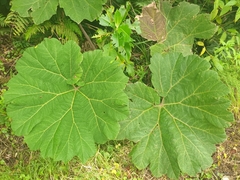 Gunnera insignis