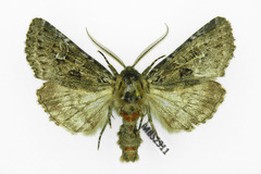 Pachetra sagittigera