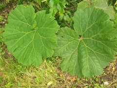 Gunnera insignis