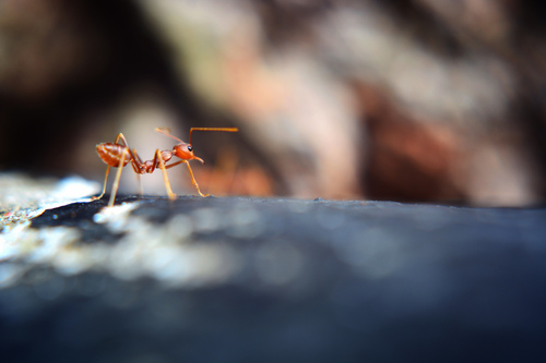 Asian Weaver Ant