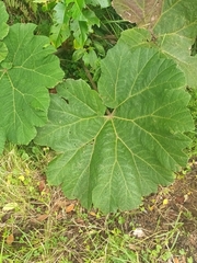 Gunnera insignis