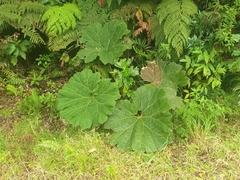 Gunnera insignis
