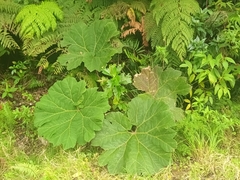 Gunnera insignis