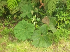 Gunnera insignis