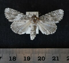 Acronicta