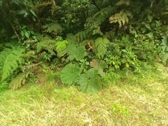 Gunnera insignis