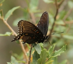 Limenitis arthemis arizonensis