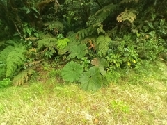 Gunnera insignis