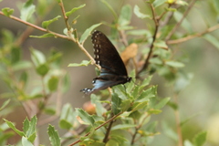 Limenitis arthemis arizonensis