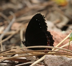 Gyrocheilus patrobas