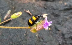 Hycleus biundulatus
