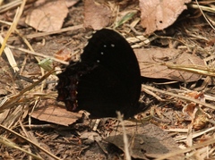 Gyrocheilus patrobas