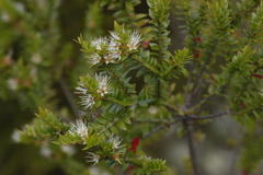 Metrosideros stipularis