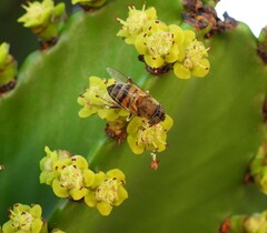 Eristalinus taeniops