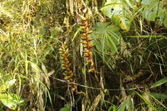 Pitcairnia