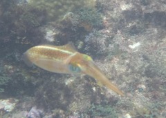 Sepioteuthis sepioidea