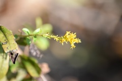 Solidago chapmanii