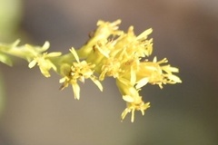 Solidago chapmanii