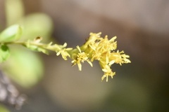 Solidago chapmanii