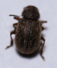 Xanthonia hirsuta