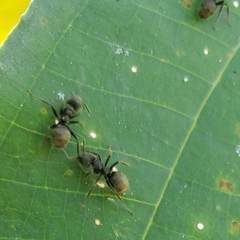 Dolichoderus bispinosus