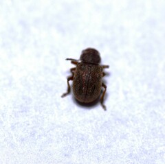 Xanthonia hirsuta