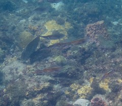 Sepioteuthis sepioidea