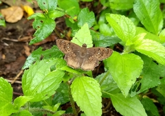 Caprona ransonnettii