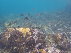 Azurina multilineata